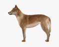 澳洲野犬 3D模型