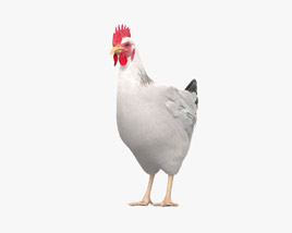 Chicken (Hen) 3D model
