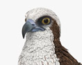 Falco pescatore Modello 3D
