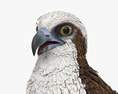 Falco pescatore Modello 3D