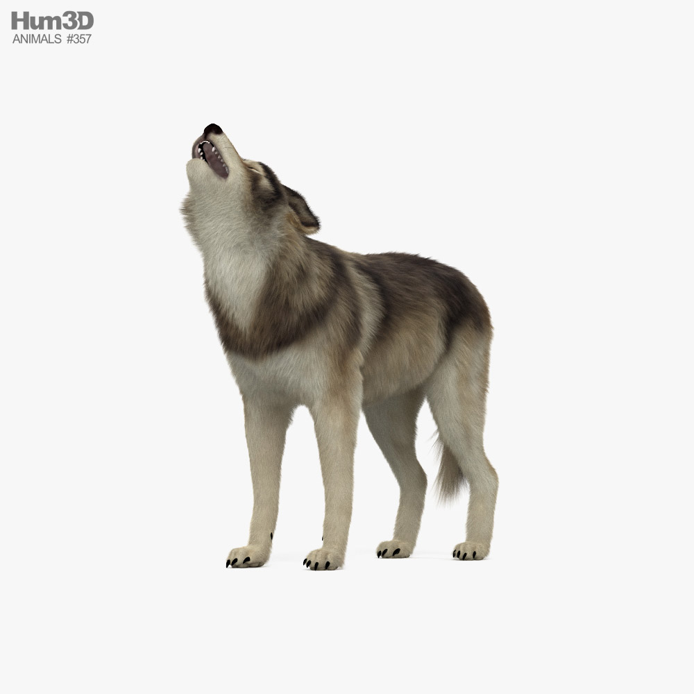 Howling Wolf 3D model