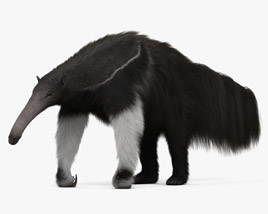 Giant Anteater 3D model