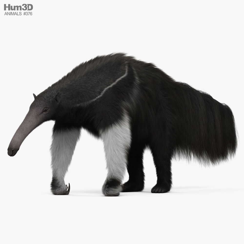 Giant Anteater 3D model