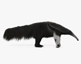 Giant Anteater 3d model