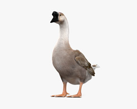 Chinese Goose 3D model