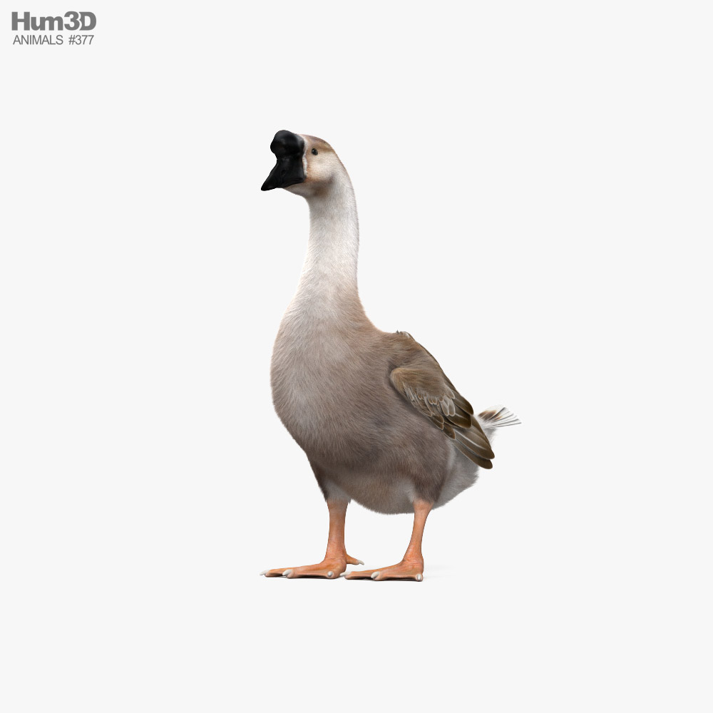 Chinese Goose 3D model