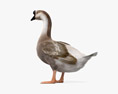 Chinese Goose 3d model