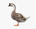 Chinese Goose 3d model