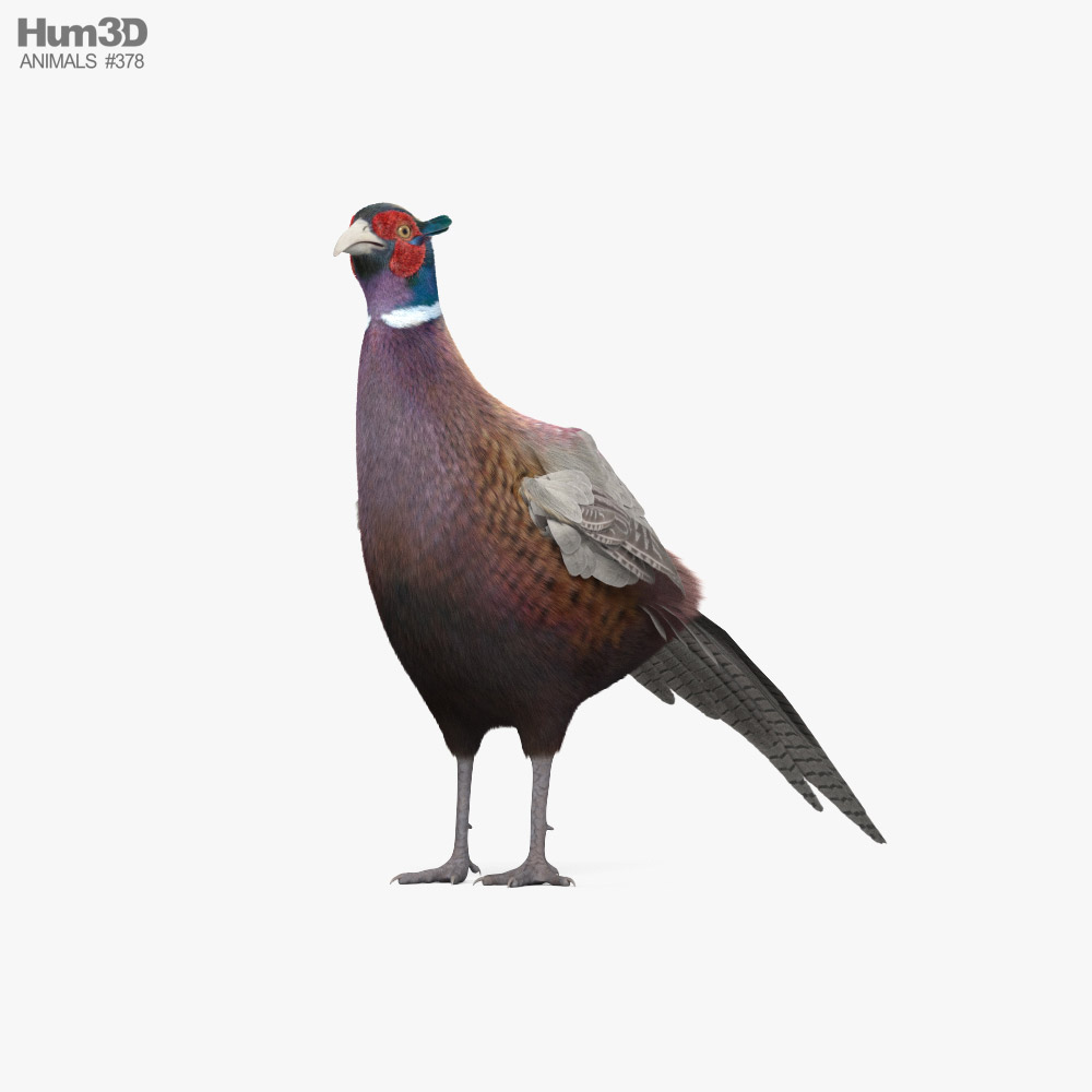 Common Pheasant 3D model