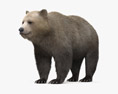 Бурый медведь 3D модель