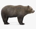 Urso-pardo Modelo 3d