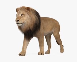 Lion Walking 3D model
