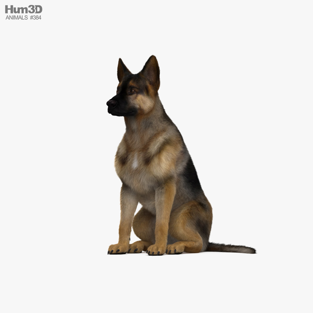 Sitting German Shepherd 3D model