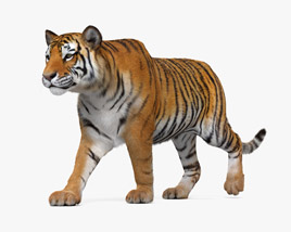 Walking Tiger 3D模型