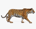 Walking Tiger Modello 3D