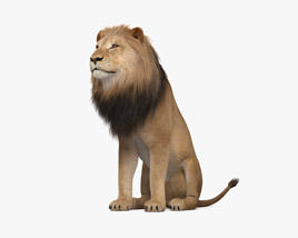 Sitting Lion 3D model