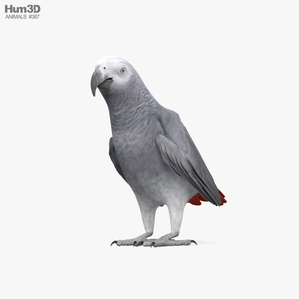 African Grey Parrot 3D model