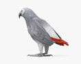African Grey Parrot 3d model