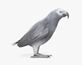 Папуга сірий 3D модель