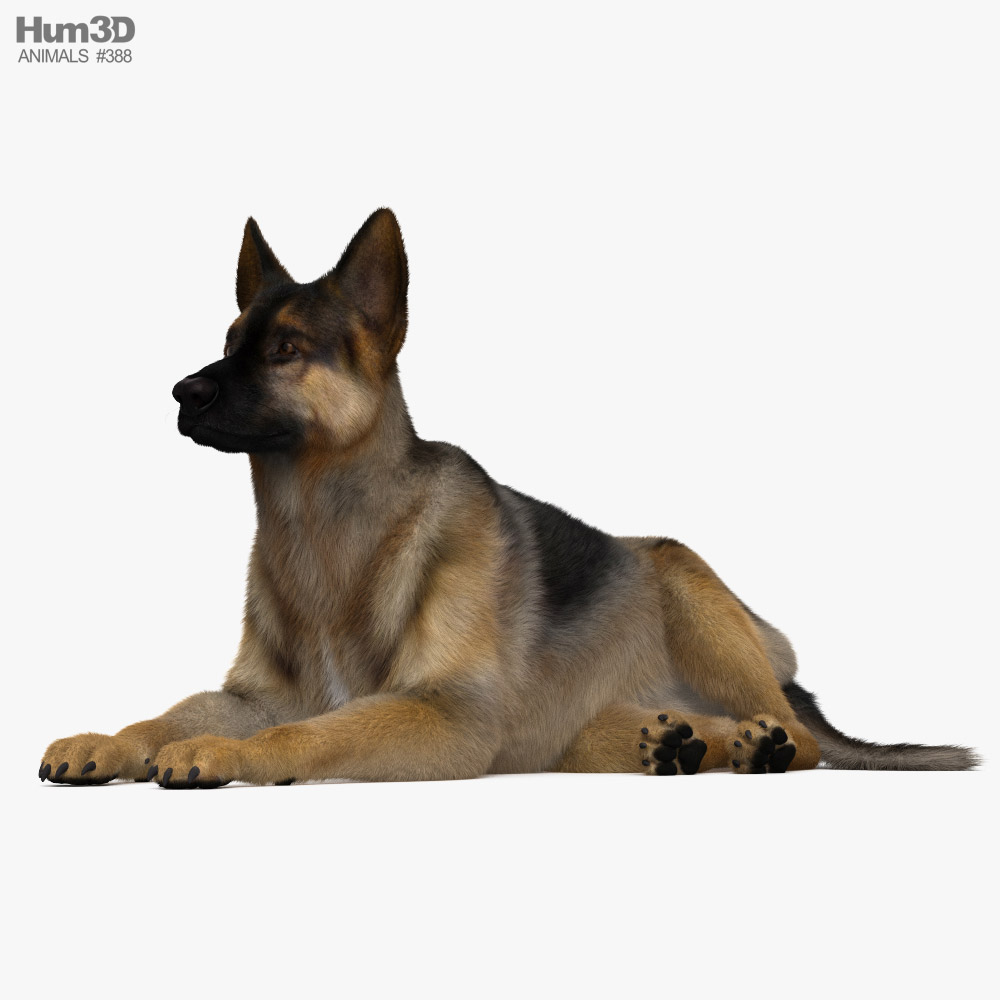 Lying German Shepherd 3D model