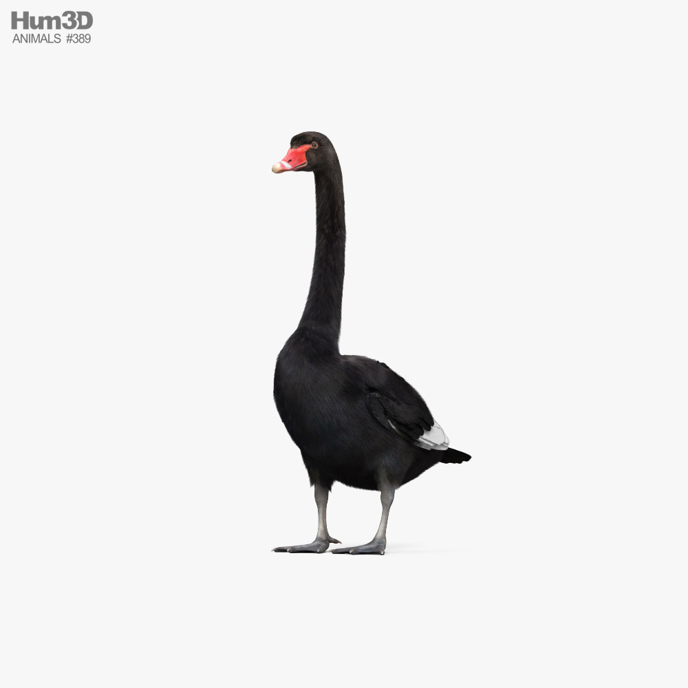 Cisne-negro Modelo 3d