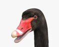 Cisne negro Modelo 3D