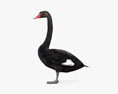 Black Swan 3d model