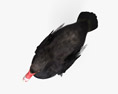 Cisne-negro Modelo 3d