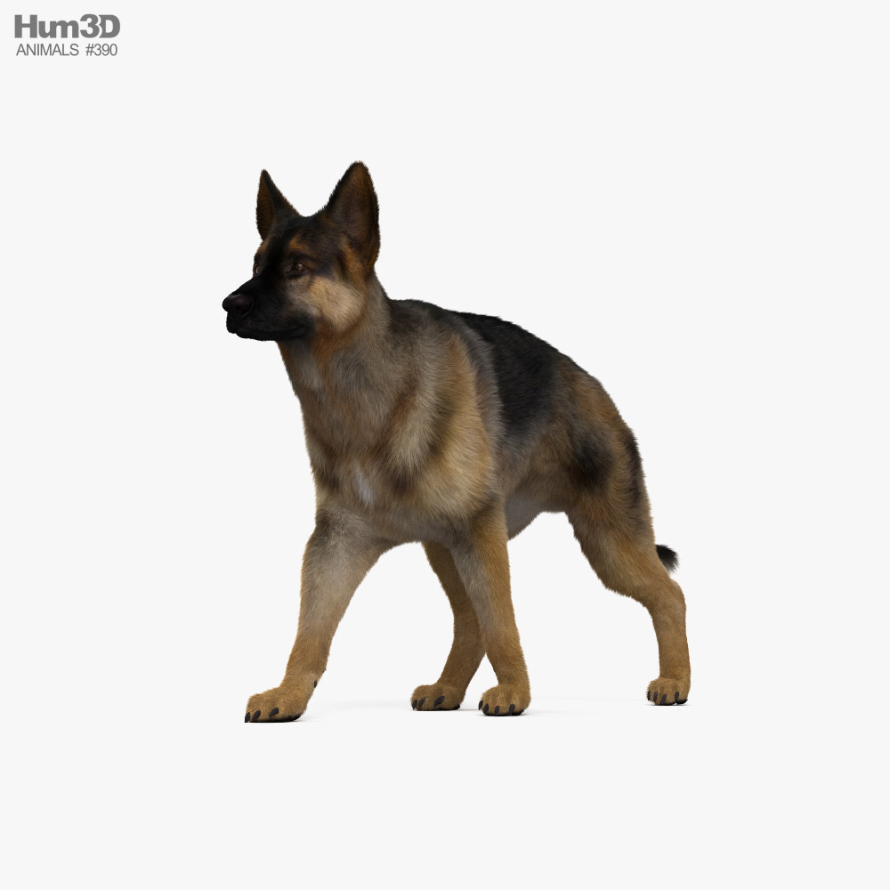 Walking German Shepherd 3D模型