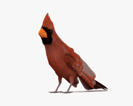 Northern Cardinal 3D model
