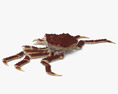 Crabe royal du Kamtchatka Modèle 3d