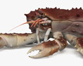 Crabe royal du Kamtchatka Modèle 3d