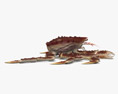 堪察加擬石蟹 3D模型