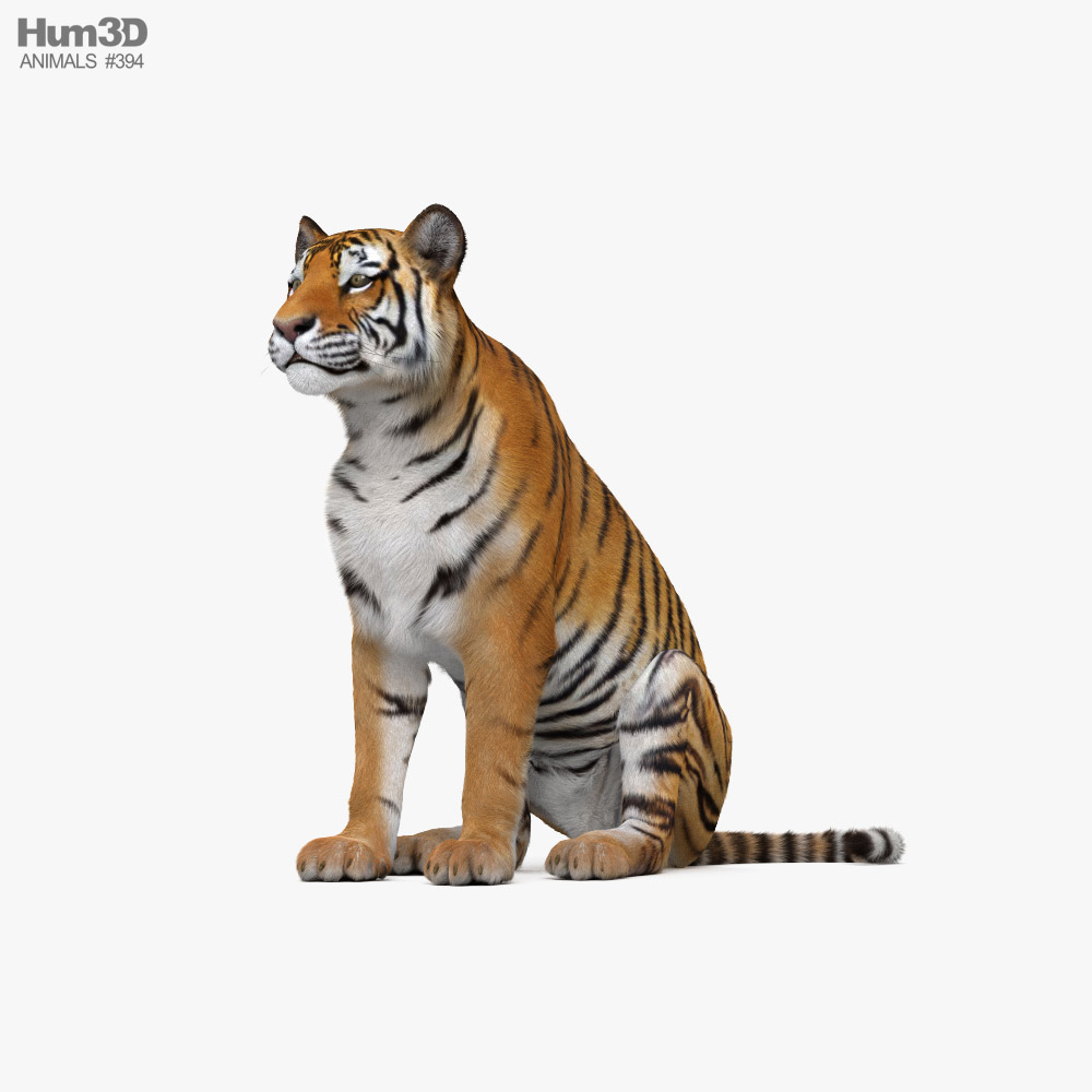 Sitting Tiger 3D model