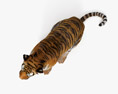 Sitting Tiger 3D модель