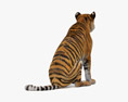 Sitting Tiger Modello 3D