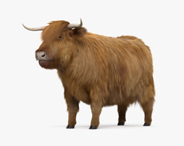 Highland Cattle 3D model