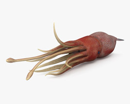 Histioteuthis (Cock-eyed squid) 3D model