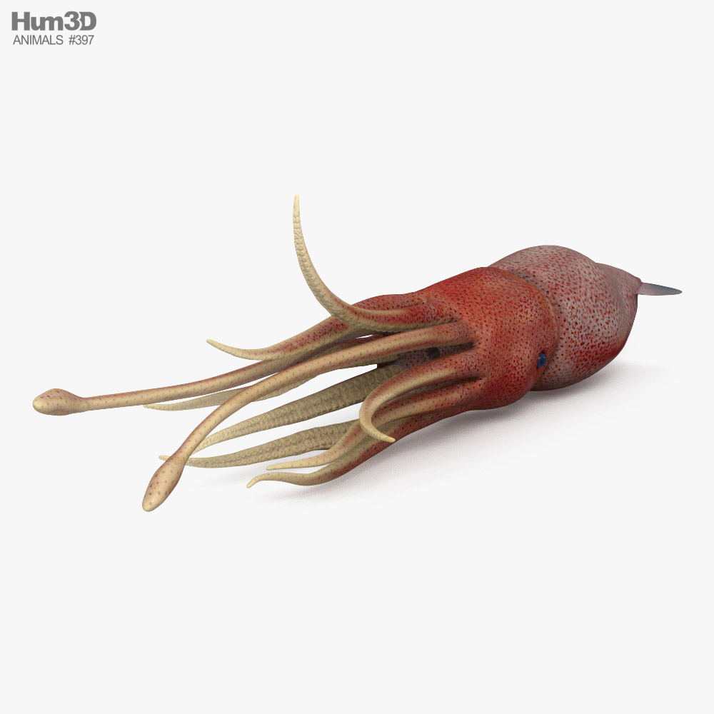 Histioteuthis (Cock-eyed squid) 3D 모델 