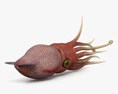 Histioteuthis (Cock-eyed squid) 3d model