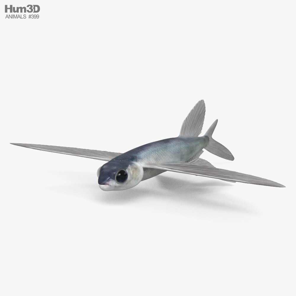 Flying Fish 3D model