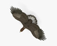 Águila real voladora Modelo 3D