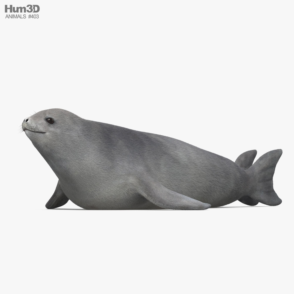 Тюлень-крабоїд 3D модель