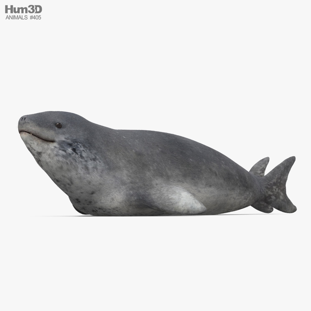 Leopard Seal 3D model