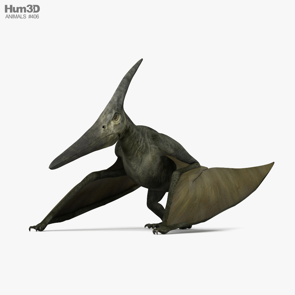 Pteranodon 3D model
