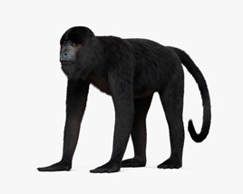 검은고함원숭이 3D 모델 