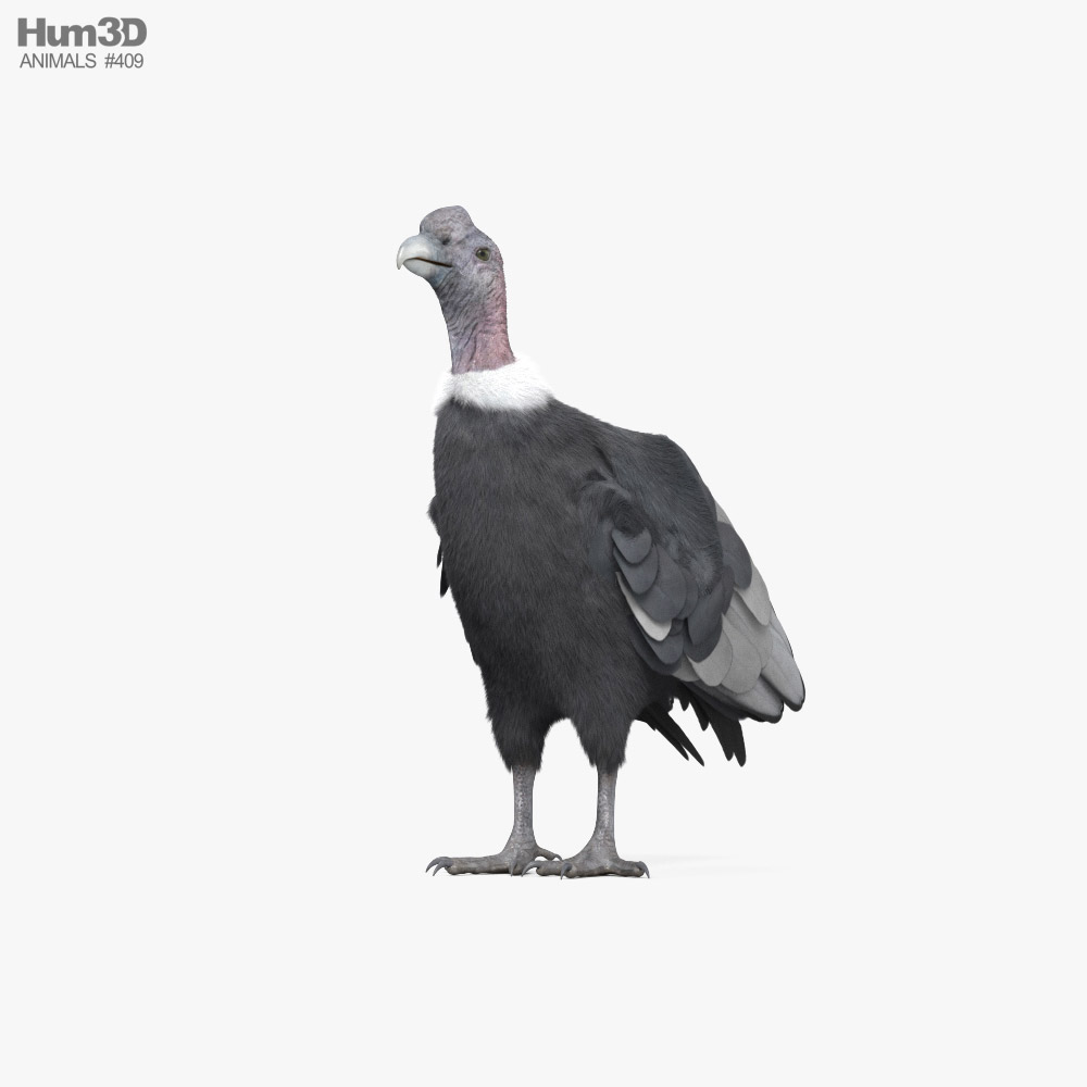 Condor des Andes Modèle 3D