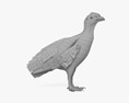 安第斯神鹫 3D模型