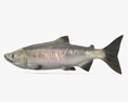 Chum Salmon 3d model