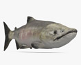 Chum Salmon 3d model